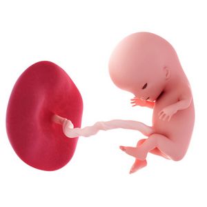 11 Неделя беременности. развитие плода и ощущения на 11 неделе беременности.