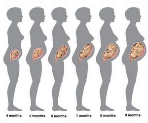 2 Неделя беременности. ощущения мамы и развитие плода на 2 неделе беременности.