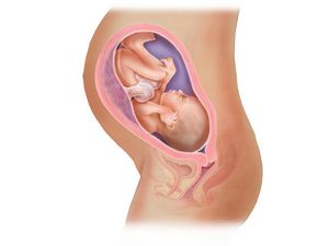 31 Неделя беременности. развитие плода и ощущения на 31 неделе беременности.