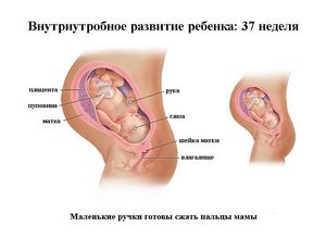 37 Неделя беременности. развитие плода и ощущения на 37 неделе беременности.