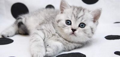 Британский вислоухий котенок – живой плюшевый подарок