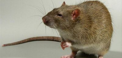 К чему снятся крысы: толкования и предостережения