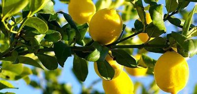 Лимонные подарки