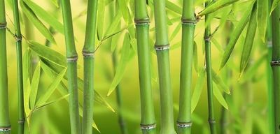 Подарки из бамбука: экзотика для близких людей