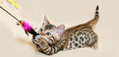 Пушистый подарок — дарим бенгальскую кошку