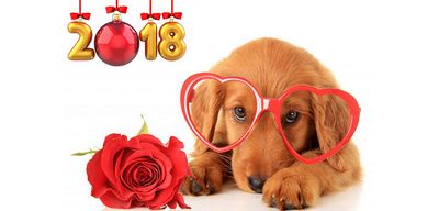 Тест: какая любовь ждет вас в год желтой собаки-2018? узнайте правду!