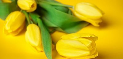 Тюльпаны как подарок: что нужно знать перед покупкой