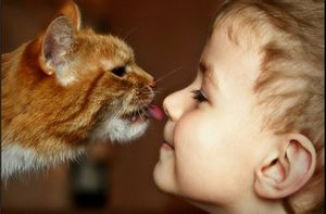 Токсоплазма: как паразит вызывает в нас любовь к кошкам