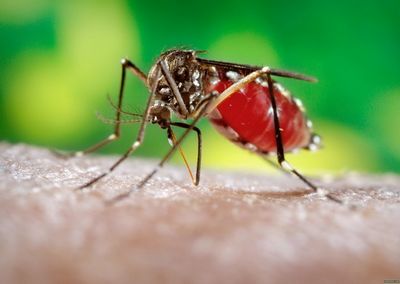 Укус комара у ребенка - опасно ли это? что делать если ребенка искусали комары.